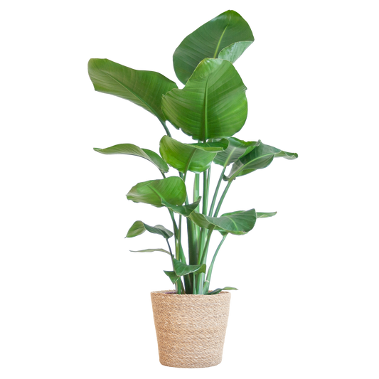 Strelitzia Nicolai™ z koszem Sofia – Królowa Tropików