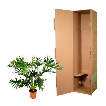 „Tropikalny Król” – Philodendron Selloum – 100 cm – Ø27