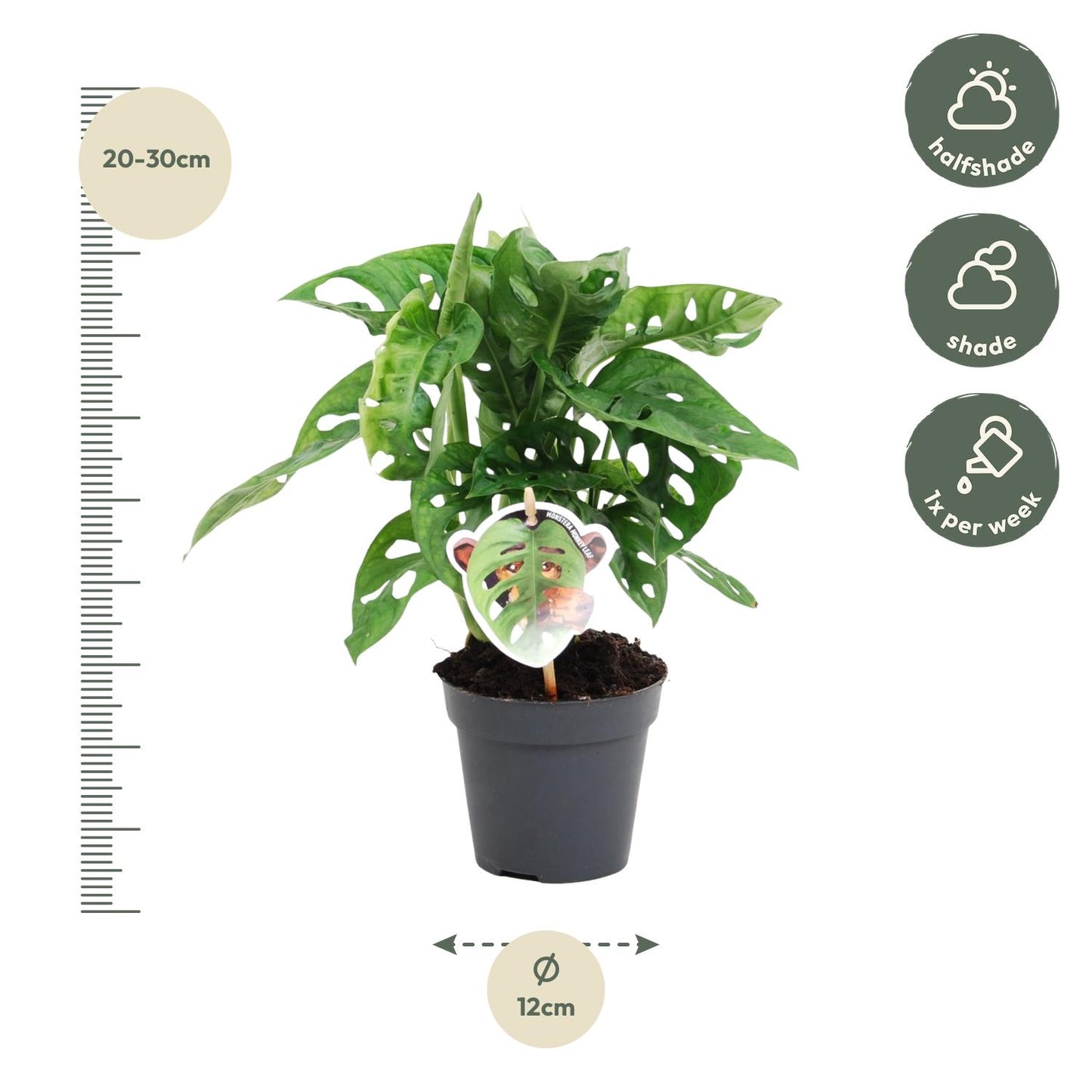 Małpi Chaos™ – Monstera ‘Monkey Leaf’