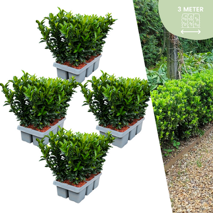 🌱 Euonymus ‘Green Spire’ – Twój prywatny zielony mur w wersji mini! 🌱