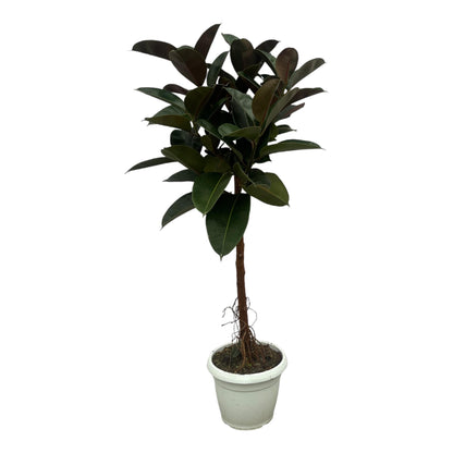 Figowy Boss™ – Ficus Elastica Robusta na pniu