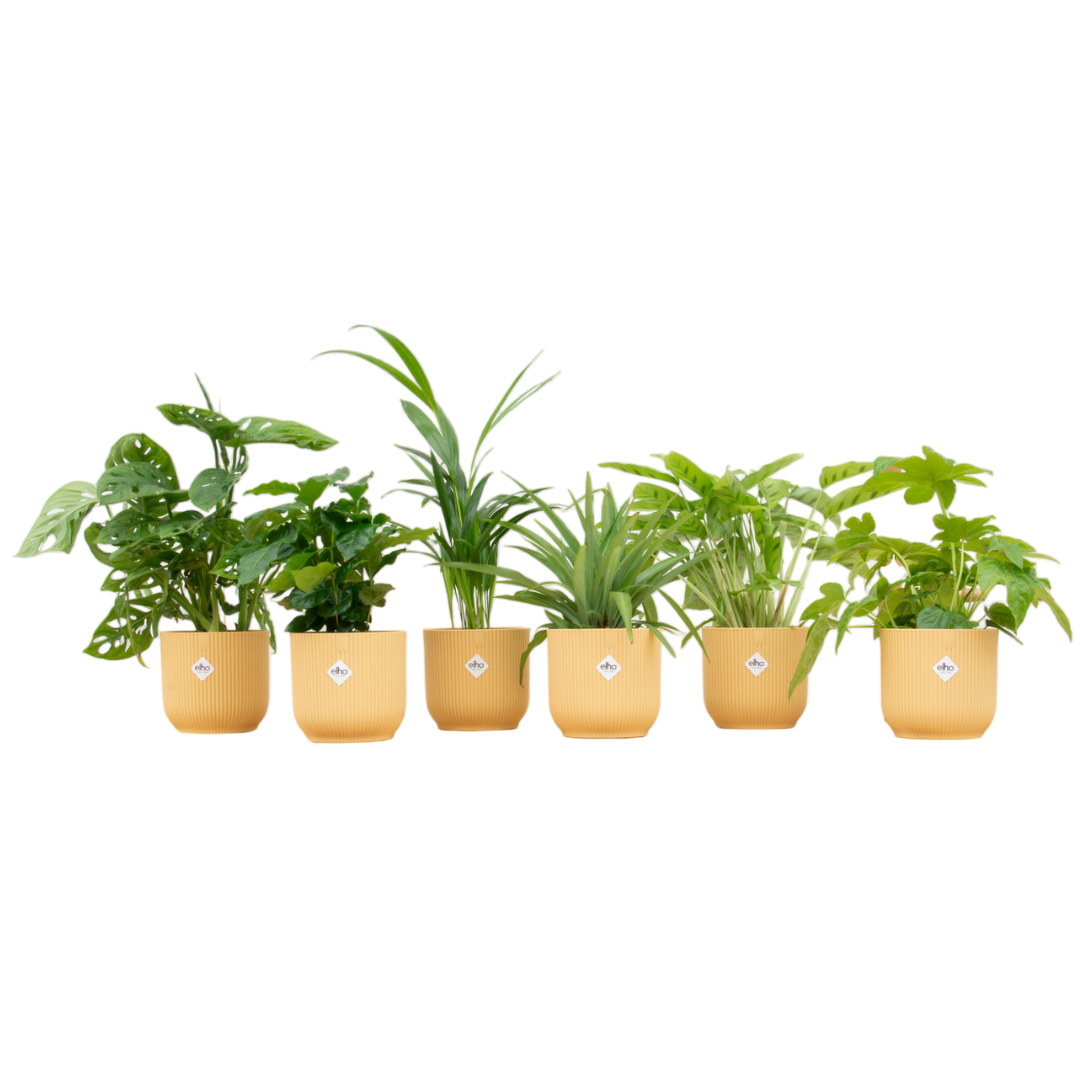 🎁 „Botanic Mystery Box™” – 6 roślin + elho Vibes Fold Round Ø14 w kolorowej mieszance 🌿
