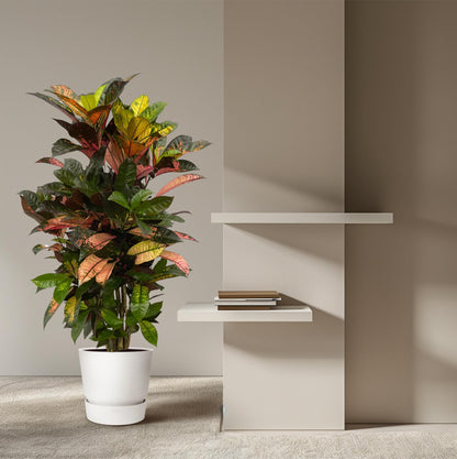 Codiaeum Iceton™ – Kolorowa Diva Showbiznesu 🎭🌈