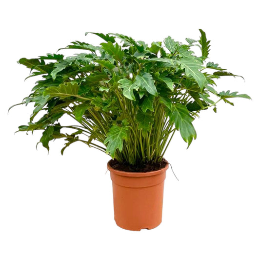 Philodendron Xanadu™ – Zielony Architekt Twojego Wnętrza