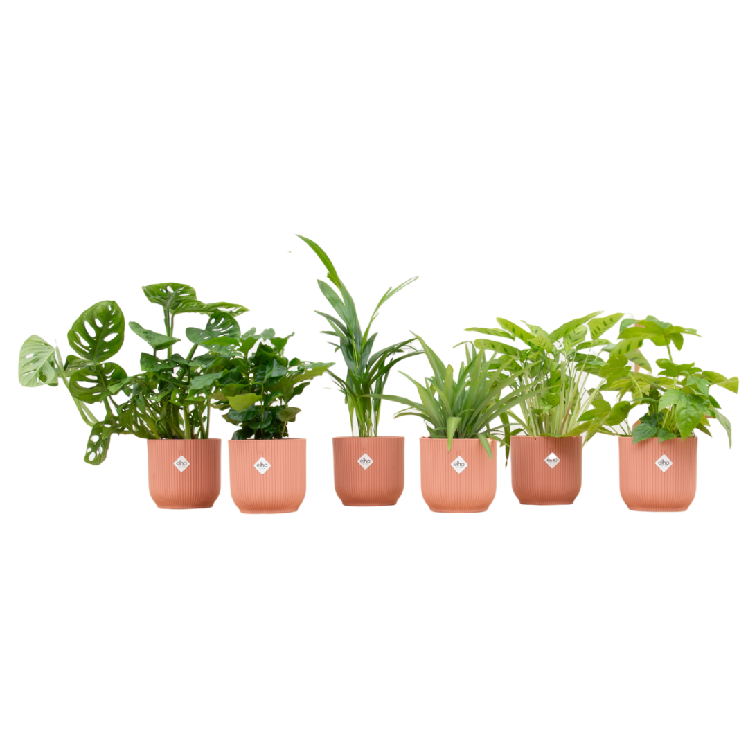 🎁 „Botanic Mystery Box™” – 6 roślin + elho Vibes Fold Round Ø14 w kolorowej mieszance 🌿
