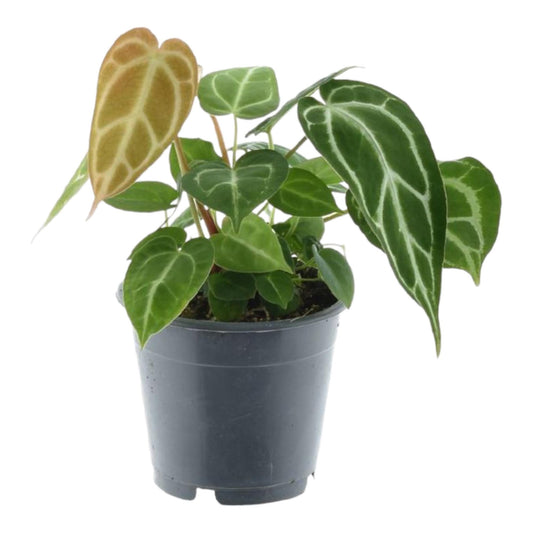 Roślinne Serce™ – Anthurium Crystallinum
