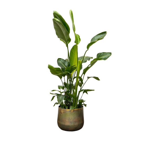 Strelitzia Nicolai™ – Król Paradiso XXL 🕊️👑