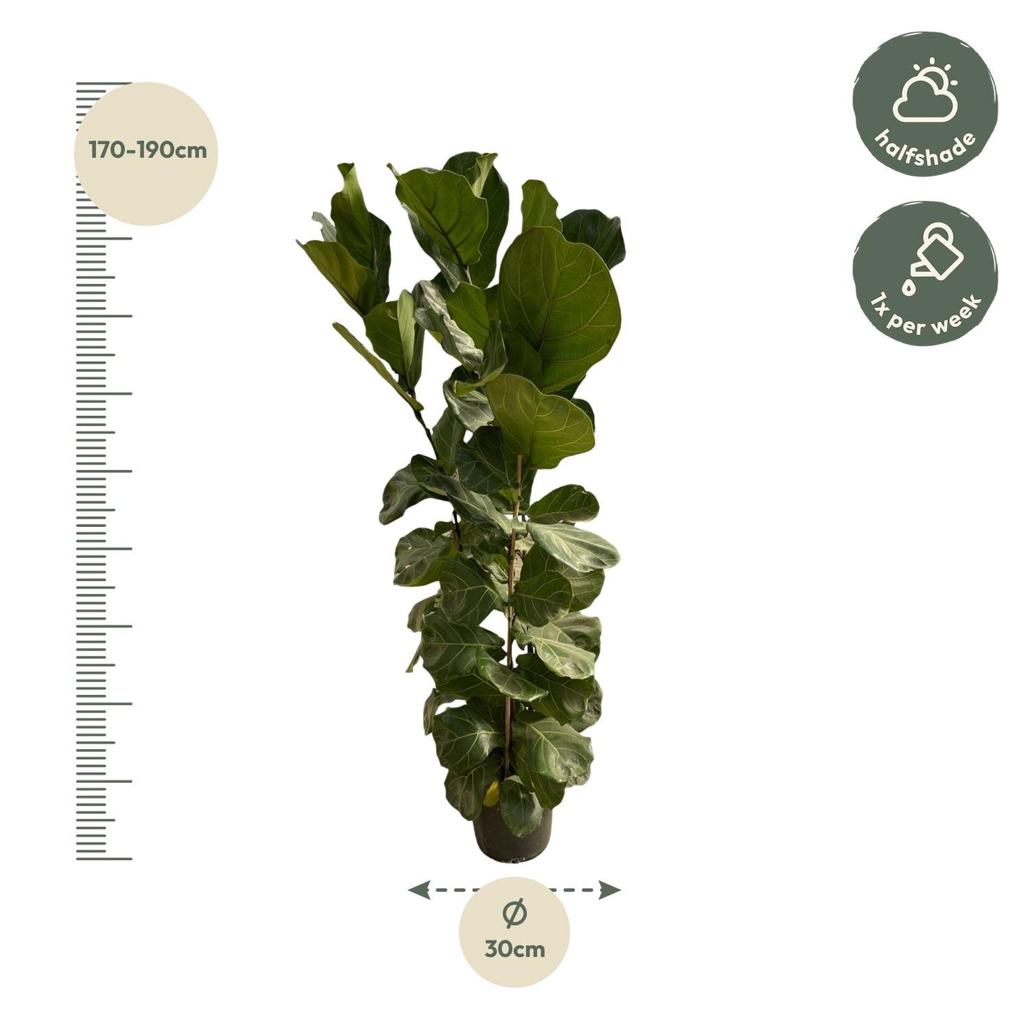Ficus Lyrata™ – Król Geigenowej Dżungli 🎻👑