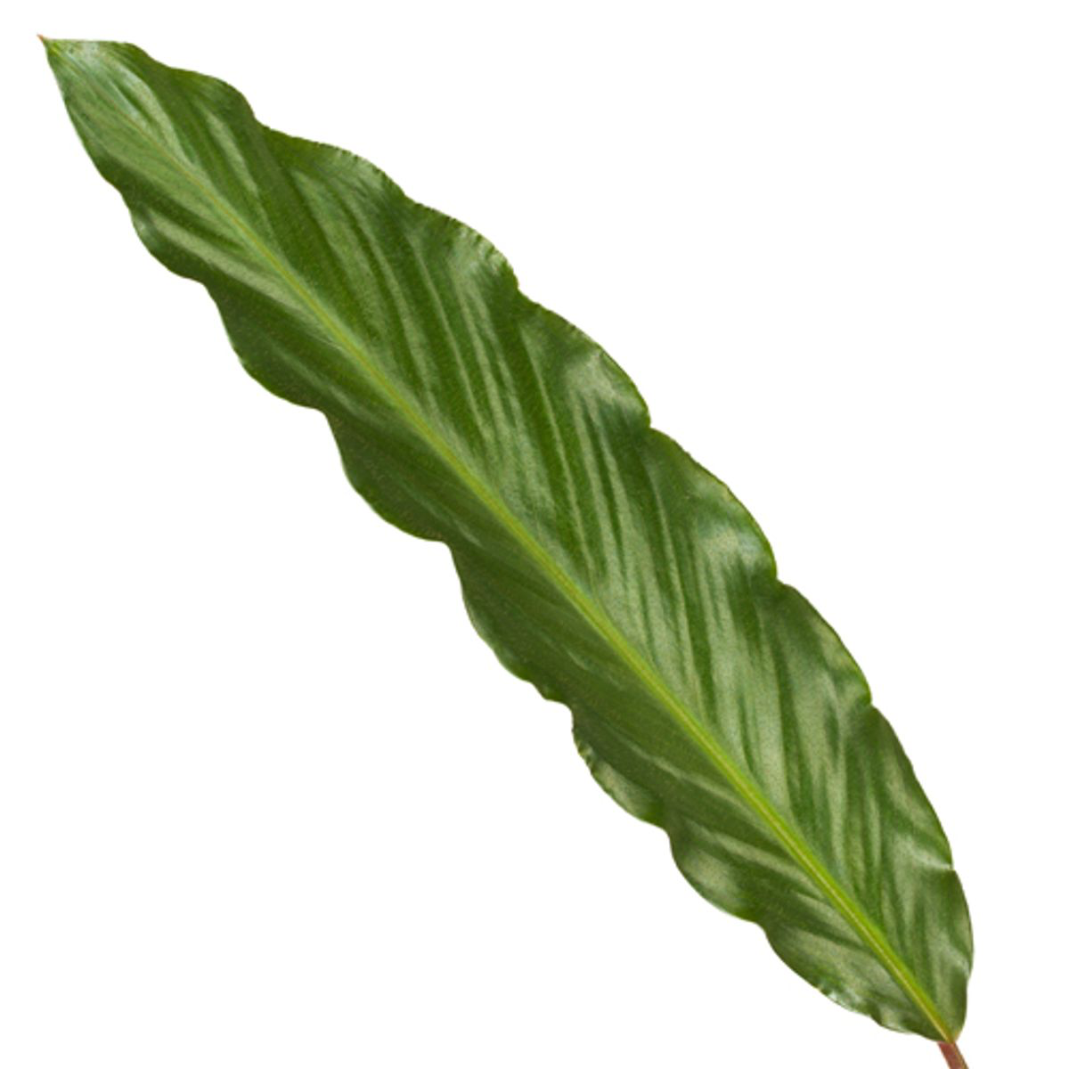 FalaListka™ – Calathea, która faluje jak tropikalne radio