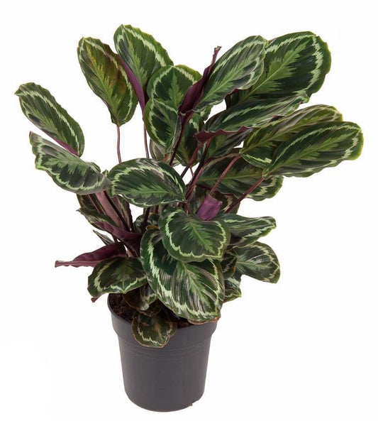 Medalionowa Królowa™ – Calathea Medallion