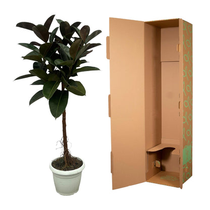 Figowy Boss™ – Ficus Elastica Robusta na pniu
