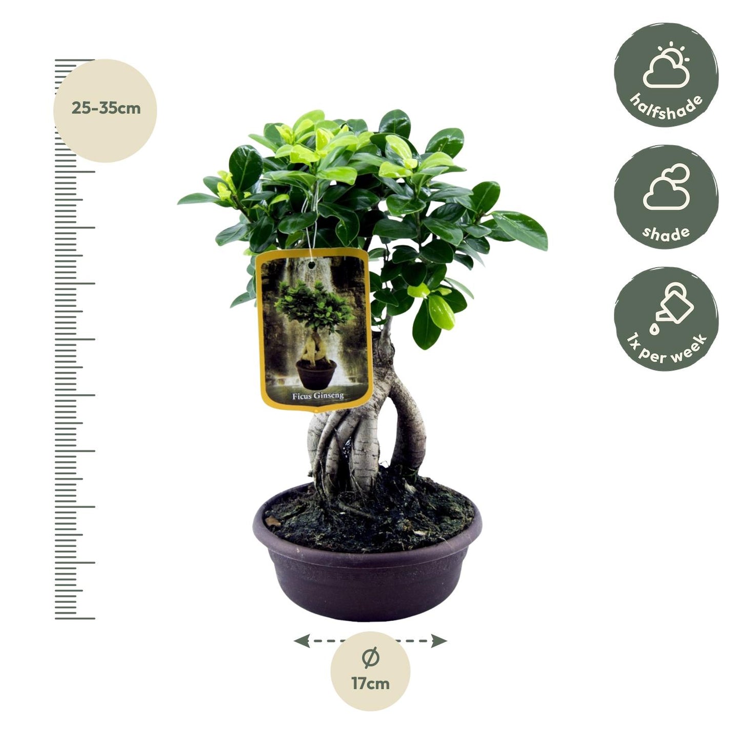 „Mini Mistrz Zen” – Ficus Microcarpa Ginseng – 30 cm – Ø17 cm