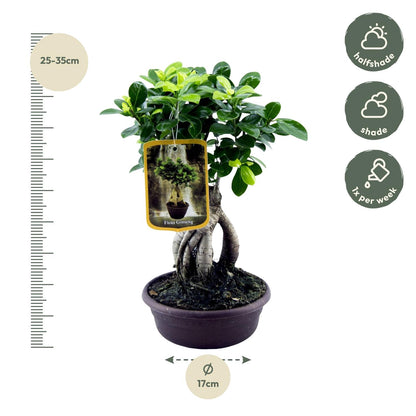„Mini Mistrz Zen” – Ficus Microcarpa Ginseng – 30 cm – Ø17 cm
