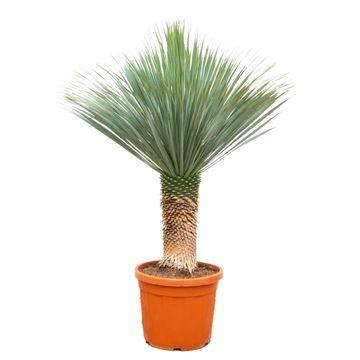🌵 Jukka „Pustynny Strażnik™” – 140–160 cm – Ø55 cm 🌵