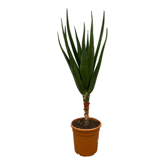 „Pustynny Król” – Aloë Barberae – 160 cm – Ø30