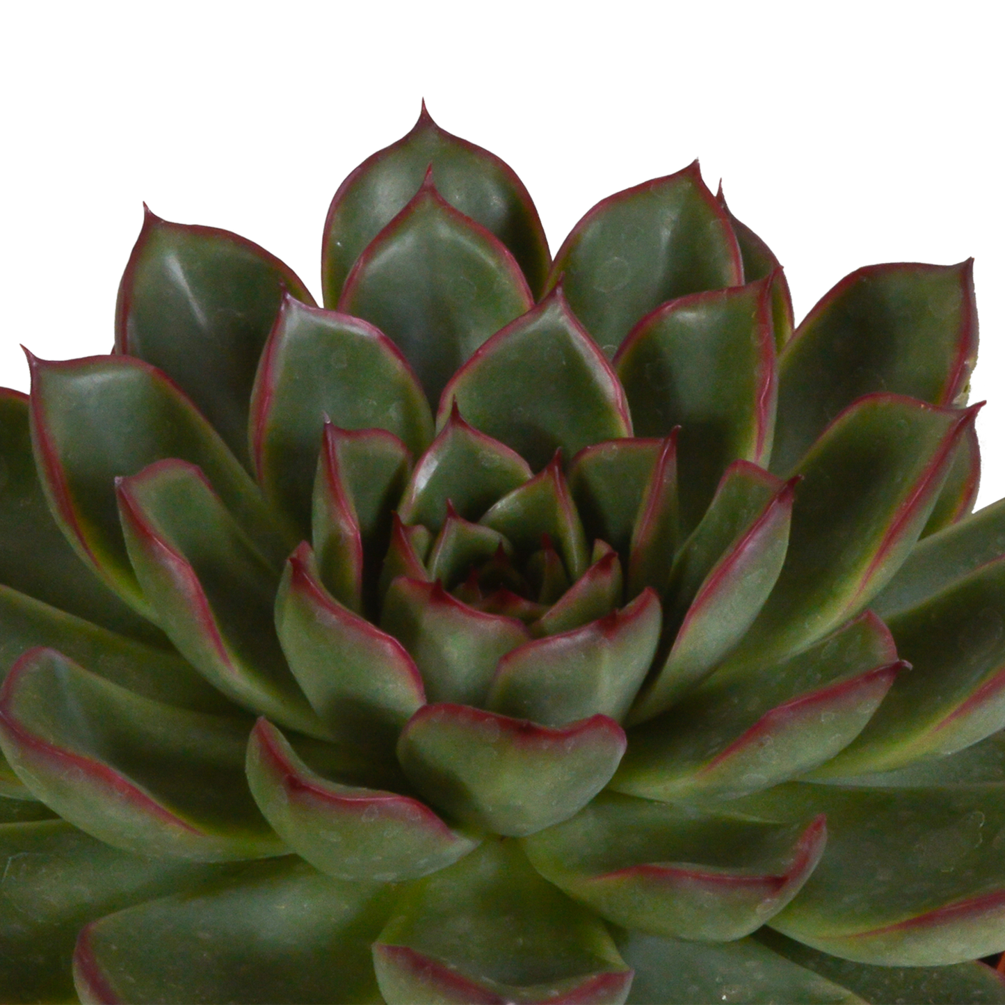 „Trio Sukulentowych Gwiazd” – Echeveria Mix – 3x – Ø10,5 cm – w białych doniczkach