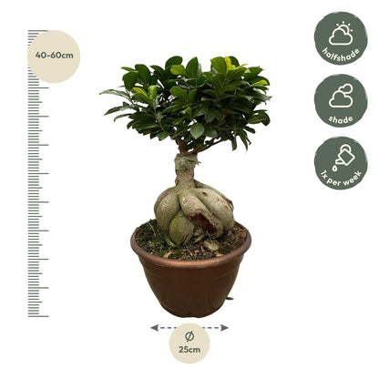 „Mały Mistrz Bonsai” – Ficus Microcarpa Ginseng – 50 cm – Ø25