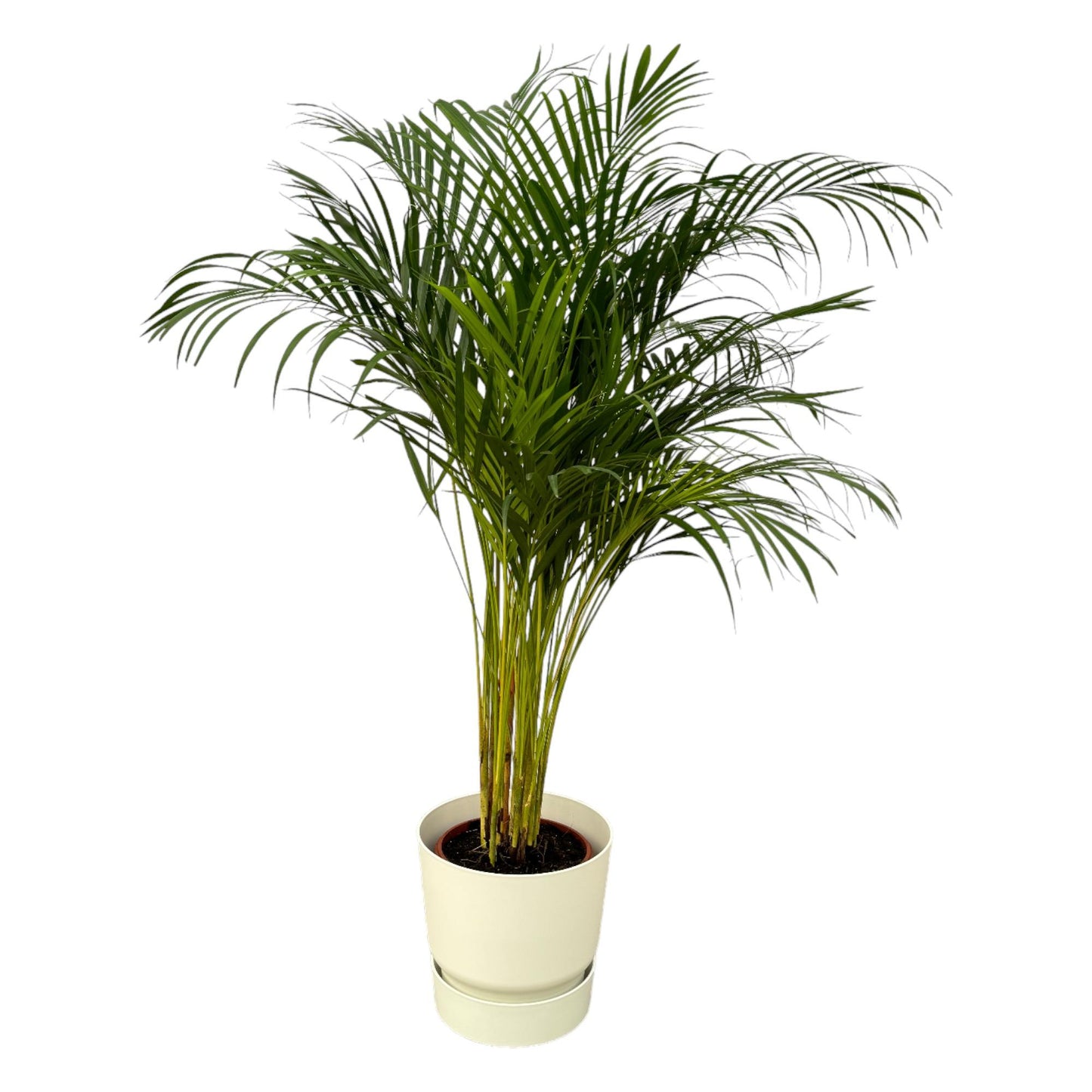 „Zielona Tancerka” – Areca Palm – ↨130 cm – Ø24 cm – w donicy elho Greenville Round D30×H28