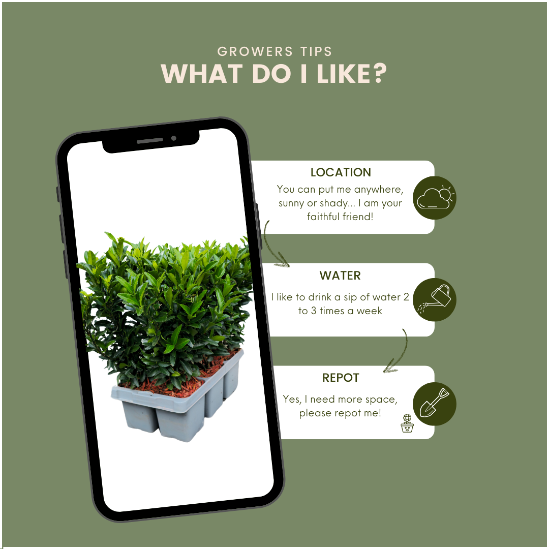 🌱 Euonymus ‘Green Spire’ – Twój prywatny zielony mur w wersji mini! 🌱