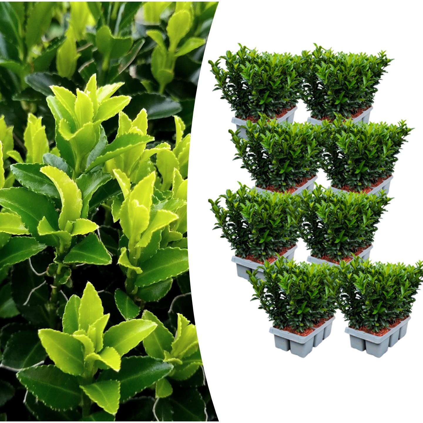🌱 Euonymus ‘Green Spire’ – Twój prywatny zielony mur w wersji mini! 🌱