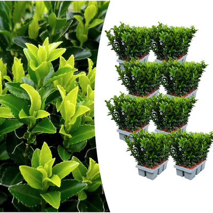 🌱 Euonymus ‘Green Spire’ – Twój prywatny zielony mur w wersji mini! 🌱