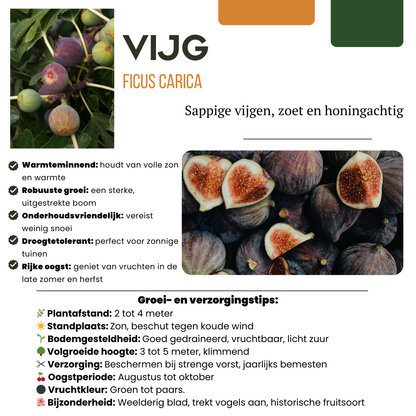 Figowa Fantazja™ – zestaw bio-drzewek do uprawy własnych fig (tak, tych z bajki!)