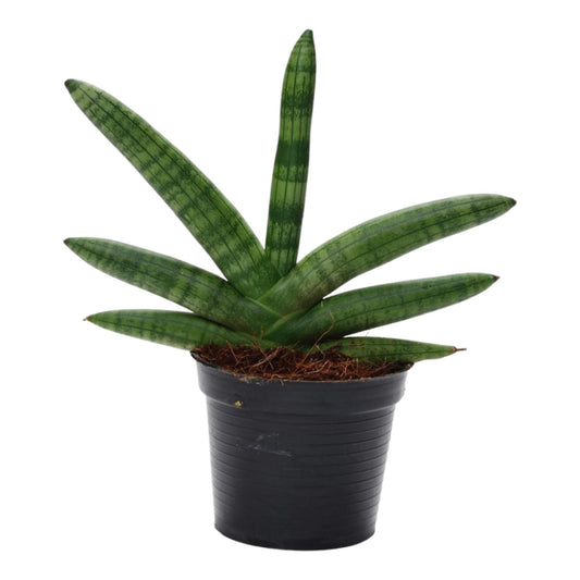 Miejski Wojownik™ – Sansevieria Skyline
