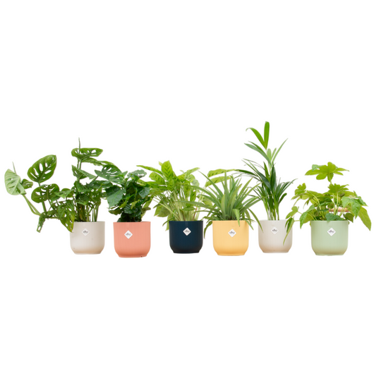 🎁 „Botanic Mystery Box™” – 6 roślin + elho Vibes Fold Round Ø14 w kolorowej mieszance 🌿