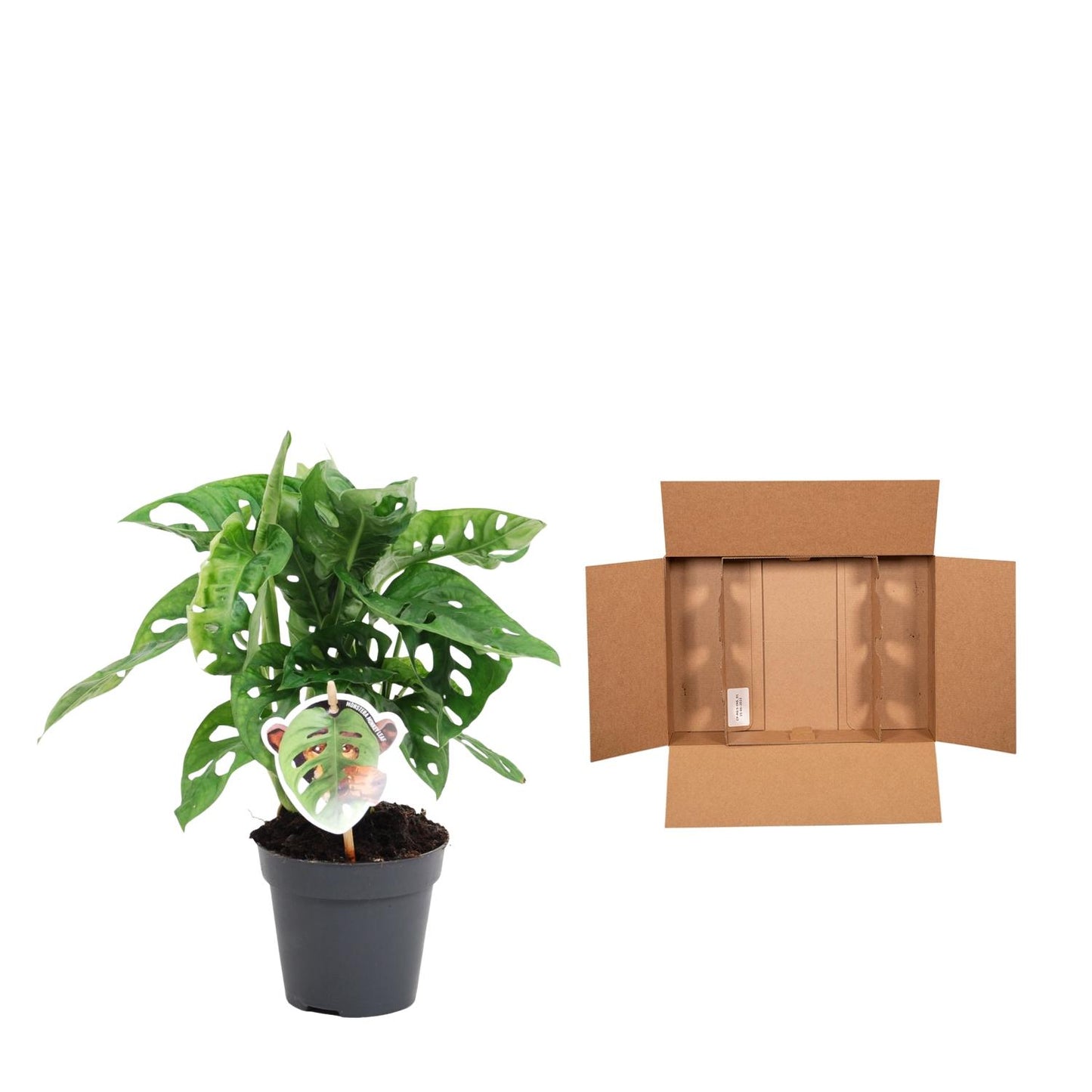 Małpi Chaos™ – Monstera ‘Monkey Leaf’