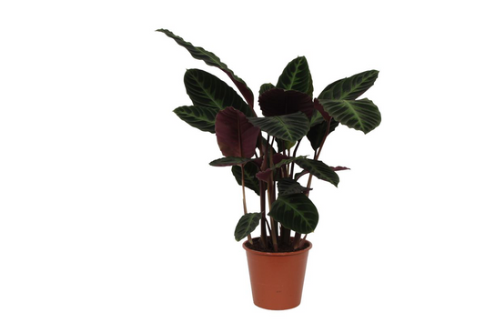 Pluszowa Księżniczka™ – Calathea Warscewiczii