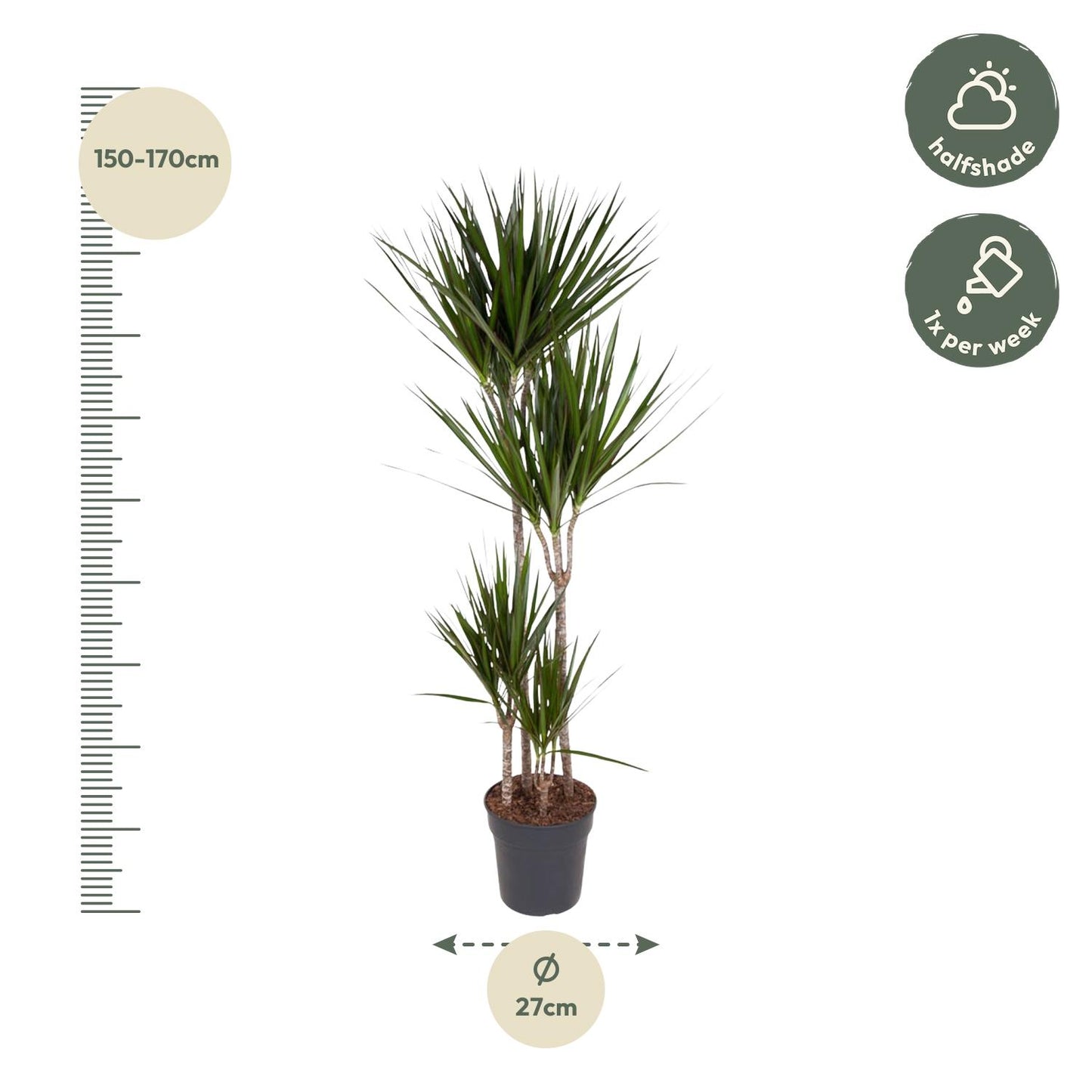 „Czerwona Smocza Królowa” – Dracaena Marginata – 180 cm – Ø27