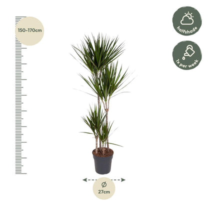 „Czerwona Smocza Królowa” – Dracaena Marginata – 180 cm – Ø27