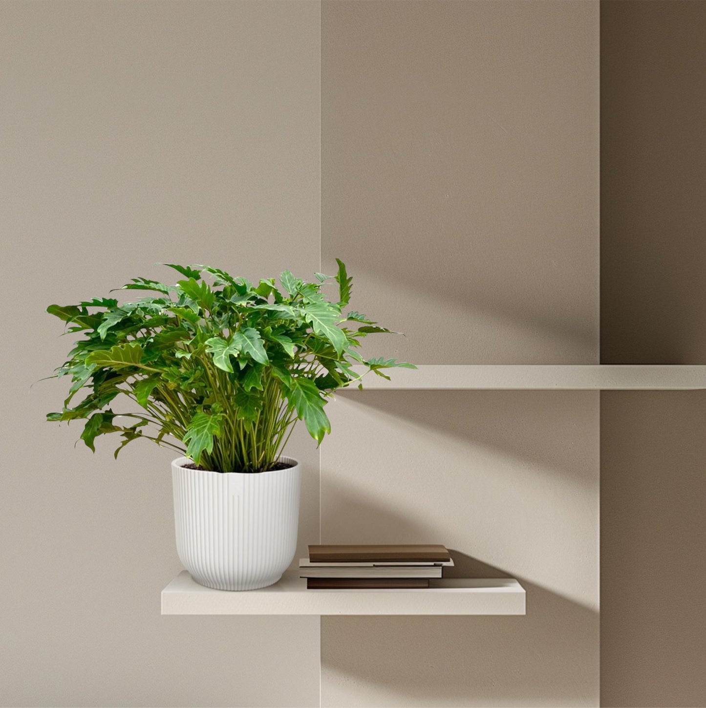 Philodendron Xanadu™ – Zielony Architekt Twojego Wnętrza