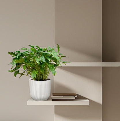 Philodendron Xanadu™ – Zielony Architekt Twojego Wnętrza