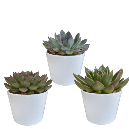 „Trio Sukulentowych Gwiazd” – Echeveria Mix – 3x – Ø10,5 cm – w białych doniczkach