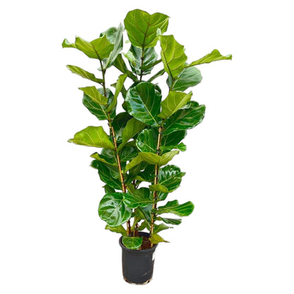 Fikusowa Ikona™ – Ficus Lyrata
