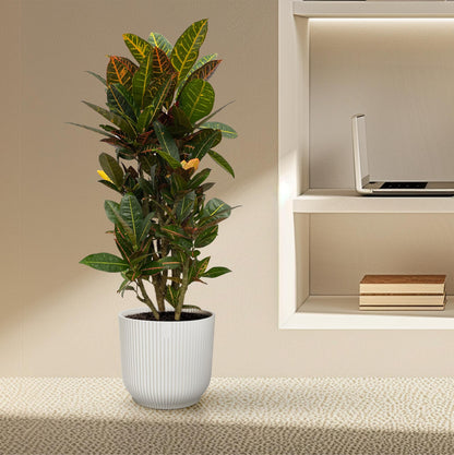 Król Koloru™ – Codiaeum Petra