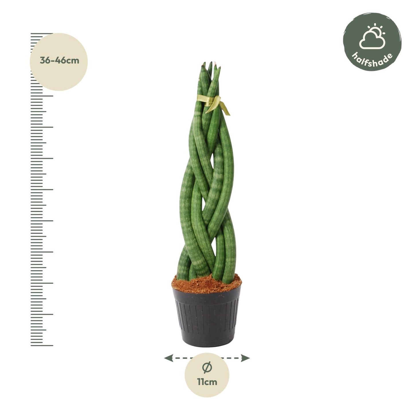 „Zakretas Zielonej Mocy” – Sansevieria cylindrica ‘Twist’ – 40 cm – Ø10,5 cm