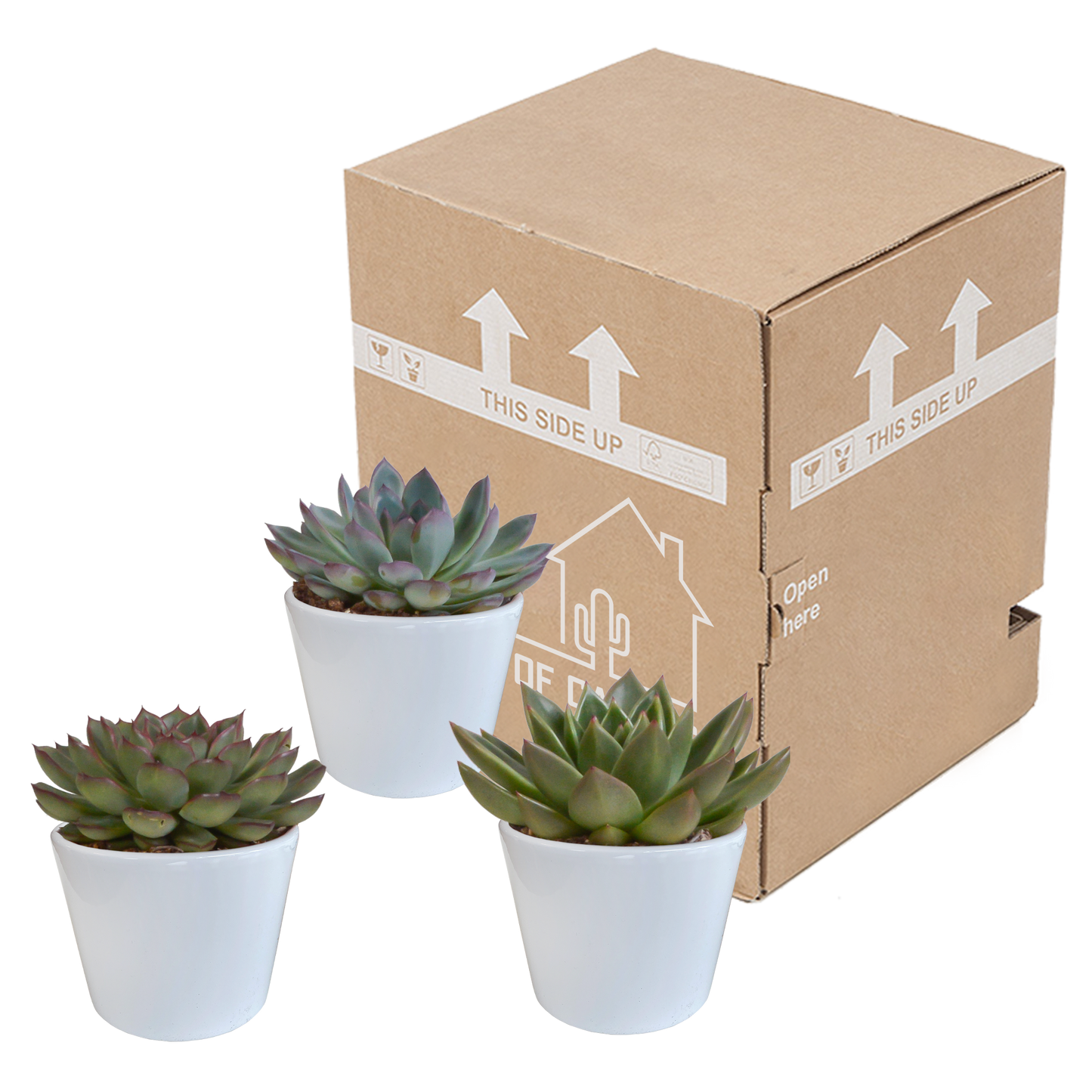 „Trio Sukulentowych Gwiazd” – Echeveria Mix – 3x – Ø10,5 cm – w białych doniczkach