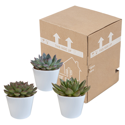„Trio Sukulentowych Gwiazd” – Echeveria Mix – 3x – Ø10,5 cm – w białych doniczkach