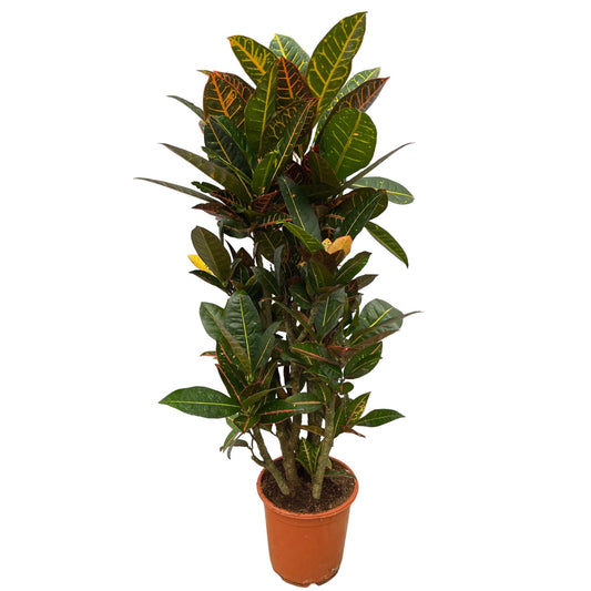 Król Koloru™ – Codiaeum Petra