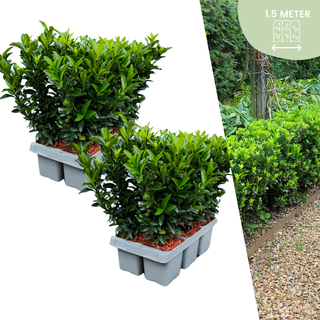 🌱 Euonymus ‘Green Spire’ – Twój prywatny zielony mur w wersji mini! 🌱
