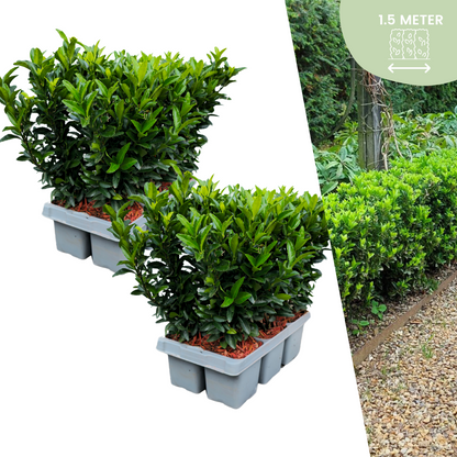 🌱 Euonymus ‘Green Spire’ – Twój prywatny zielony mur w wersji mini! 🌱
