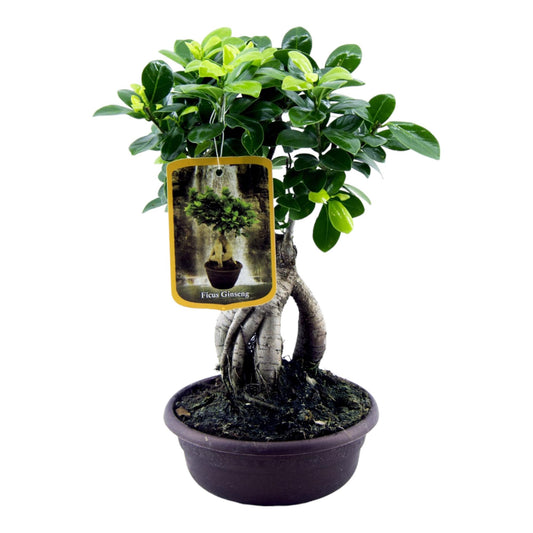 „Mini Mistrz Zen” – Ficus Microcarpa Ginseng – 30 cm – Ø17 cm