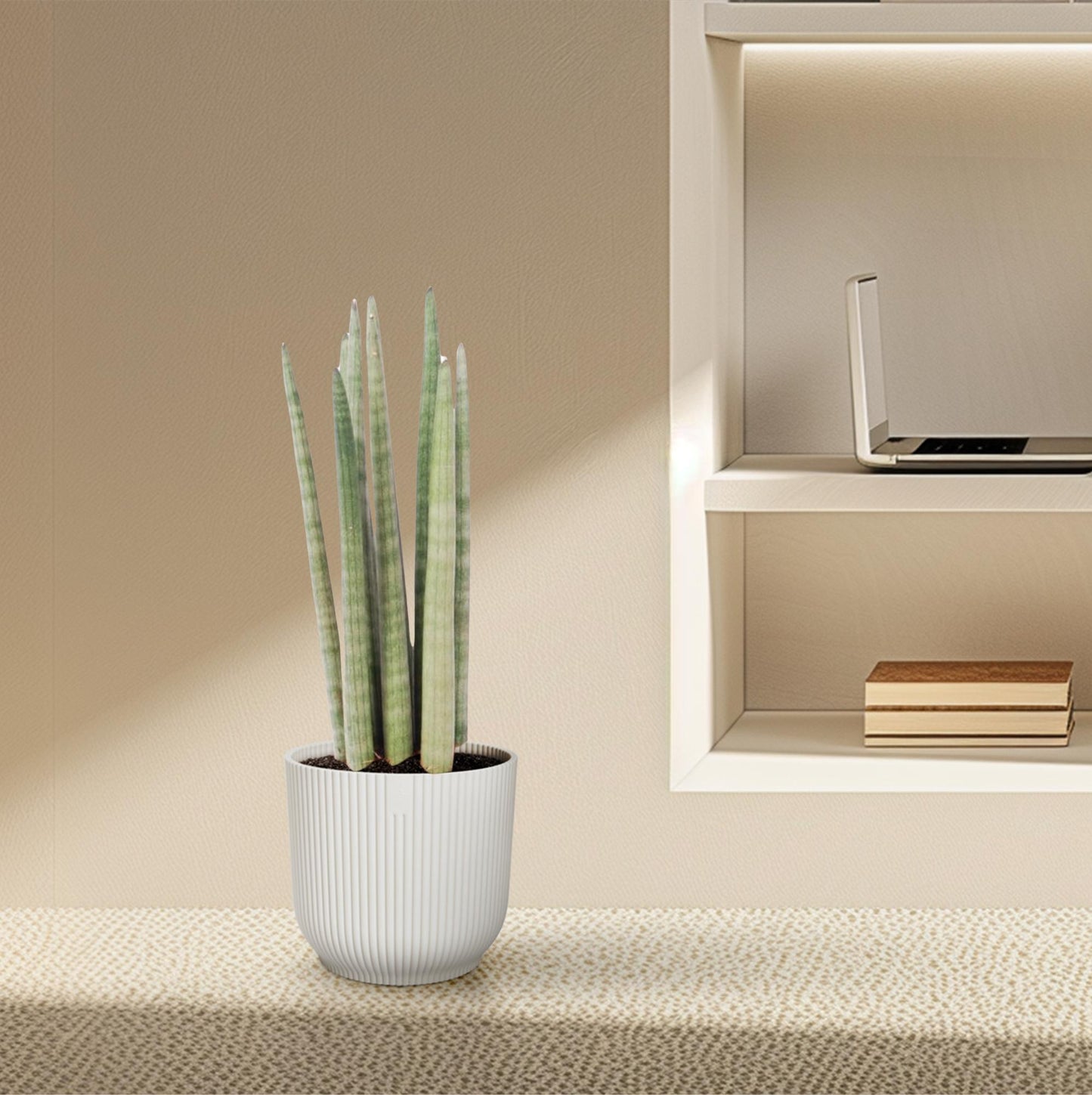 „Spaghetti Verde” – Sansevieria cylindrica ‘Spaghetti’ – 40 cm – Ø10,5 cm