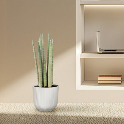 „Spaghetti Verde” – Sansevieria cylindrica ‘Spaghetti’ – 40 cm – Ø10,5 cm