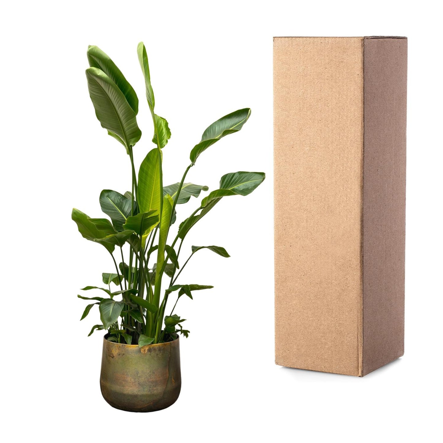 Strelitzia Nicolai™ – Król Paradiso XXL 🕊️👑