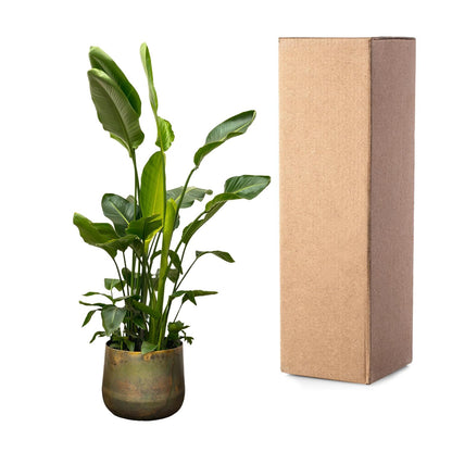Strelitzia Nicolai™ – Król Paradiso XXL 🕊️👑
