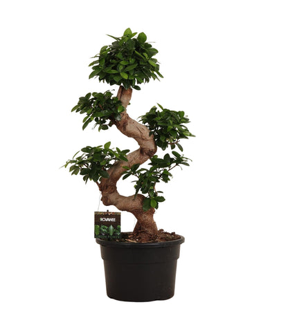 „Mały Mistrz Zen” – Ficus Microcarpa Ginseng – 80 cm – Ø27 cm