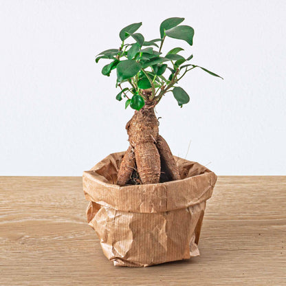 Zielony Reset™ – Zestaw Reanimacyjny dla Twojego Terrarium (5 roślin + start/nawilżenie)